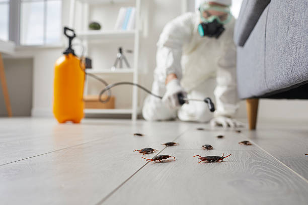 Trusted Cockroach Control service in Shawneetown, IL - Nex Pest Control